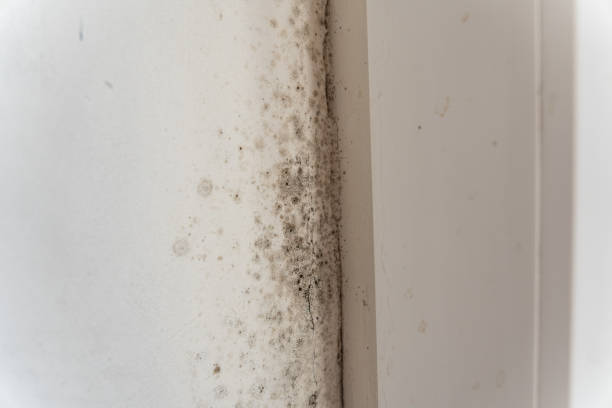 Best Environmental Consulting for Mold Prevention  in Pharr, TX